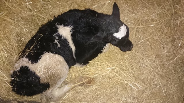 naissance de la velle 02 le 05 nov 2016  2