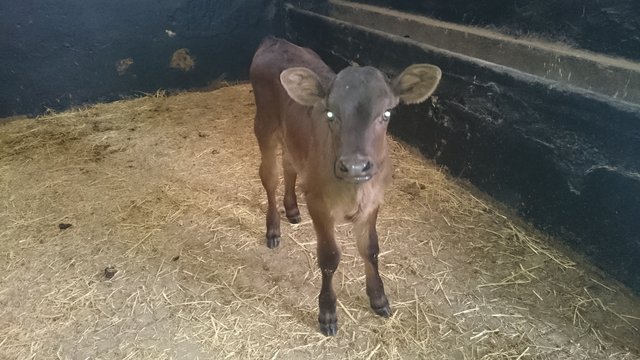 velle 01 3semaines apres  1