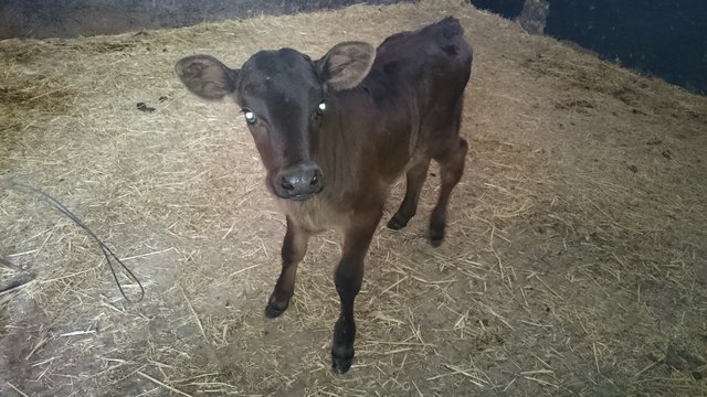 velle 01 3semaines apres  3