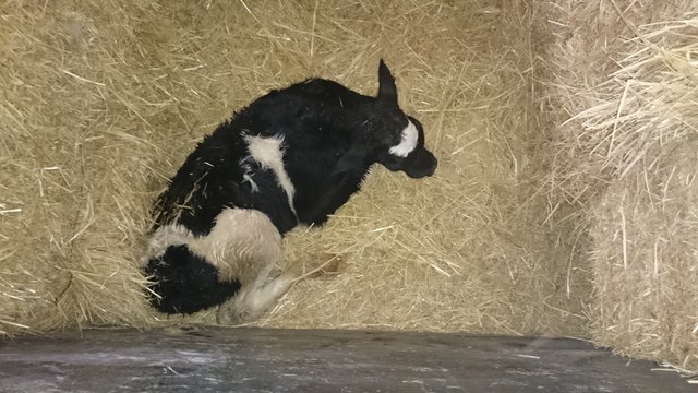 naissance de la velle 02 le 05 nov 2016  1